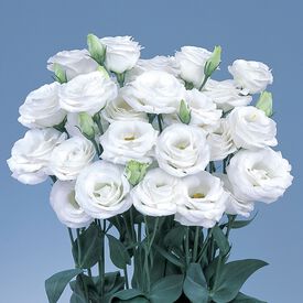 Rosita 2 White, (F1) Lisianthus Seeds